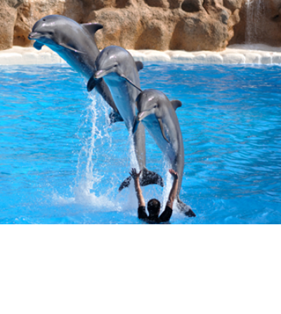 Dolphinarium Dolphin Show