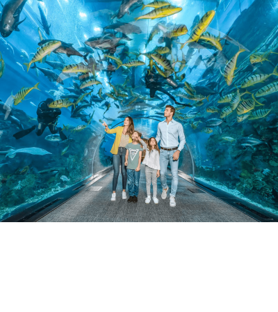 Dubai Aquarium & Under Water Zoo (DAUZ)