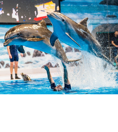 Dubai Dolphinarium - Deira Creek